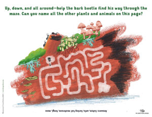 Bark beetle Log maze activity