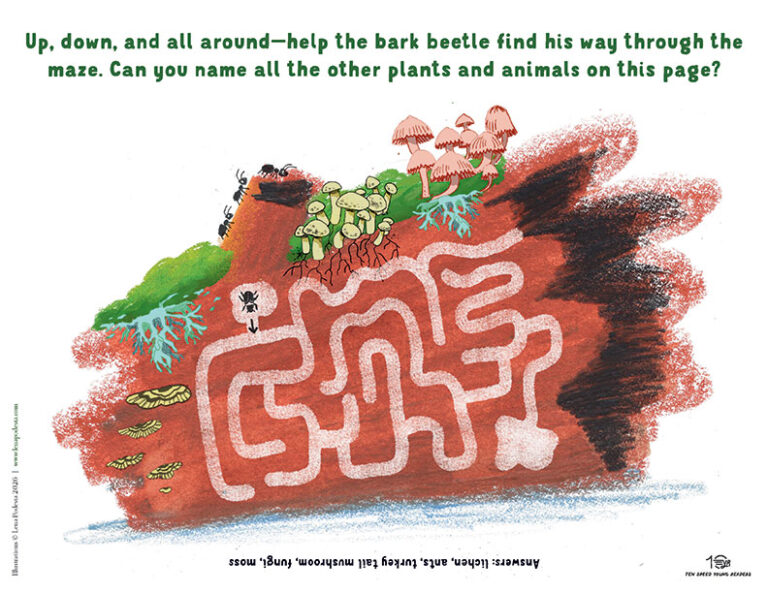 Bark beetle Log maze activity
